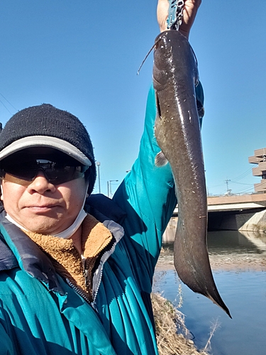 ナマズの釣果