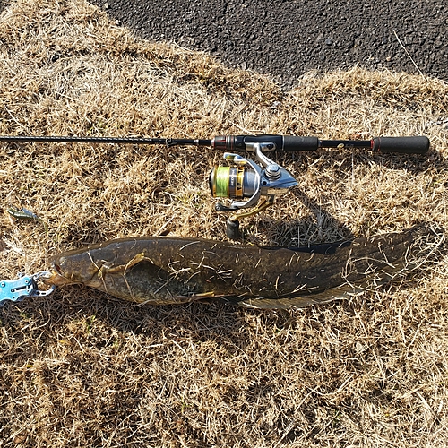 ナマズの釣果