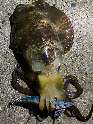 アオリイカの釣果