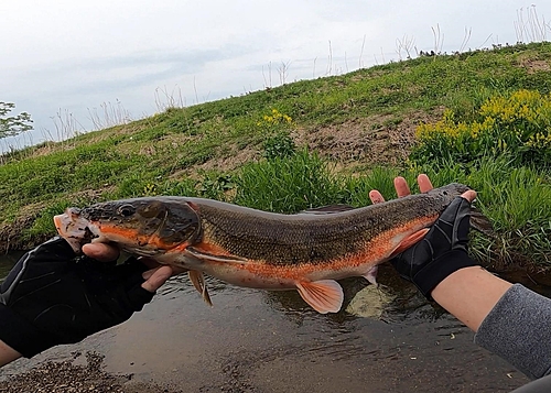 マルタウグイの釣果