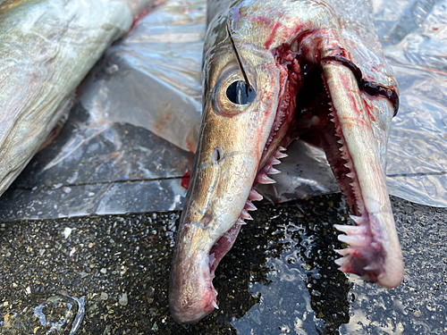 ハモの釣果