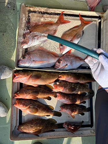 アコウの釣果