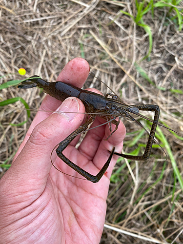 テナガエビの釣果