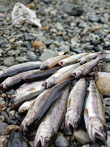 ヤマメの釣果