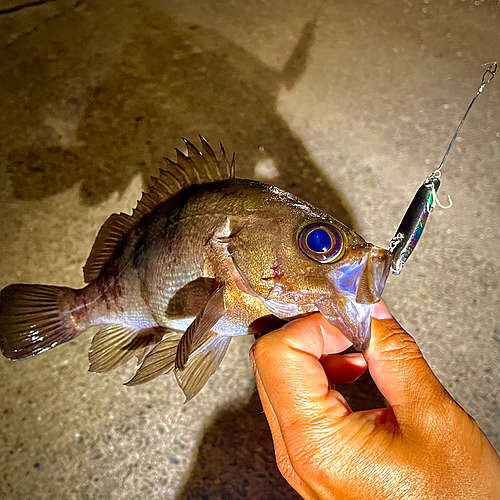 シロメバルの釣果