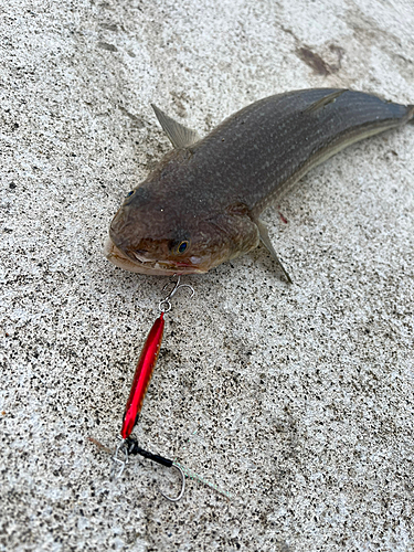 エソの釣果