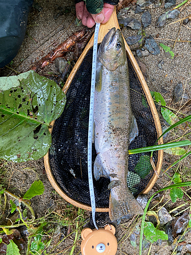 ヤマメの釣果