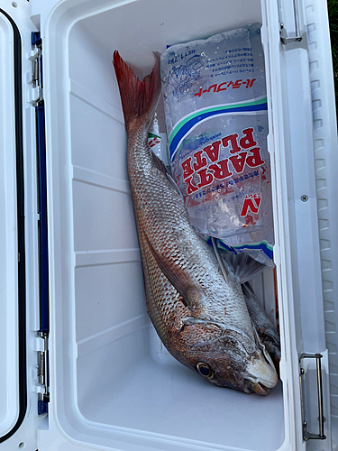 マダイの釣果