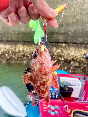 カサゴの釣果