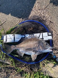 チヌの釣果