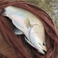 バラマンディの釣果