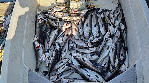 スズキの釣果