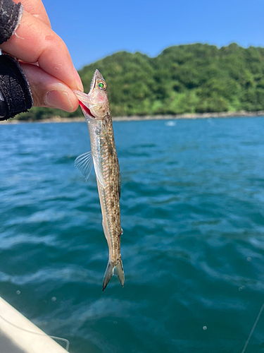 エソの釣果