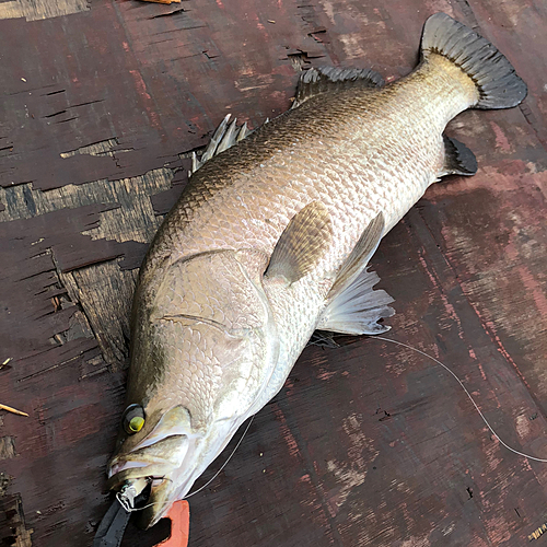 バラマンディの釣果