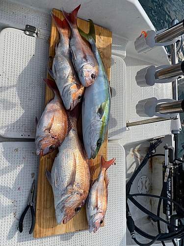 マダイの釣果