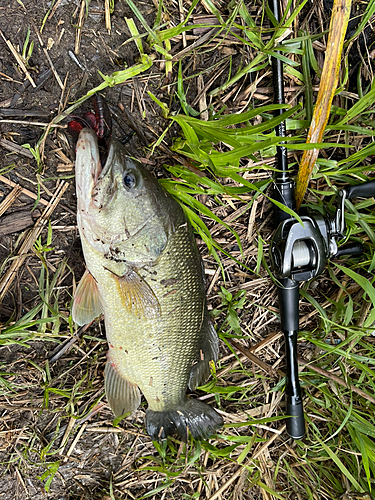 ブラックバスの釣果