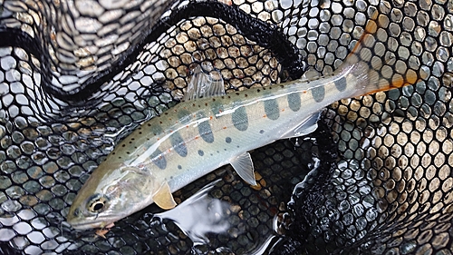 アマゴの釣果