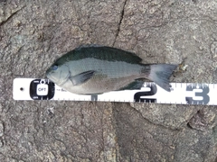 クチブトグレの釣果