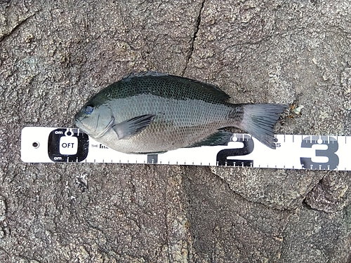 クチブトグレの釣果