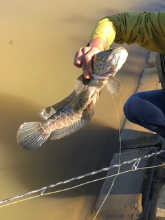 カムルチーの釣果