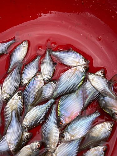 タイリクバラタナゴの釣果