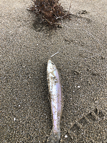 キスの釣果