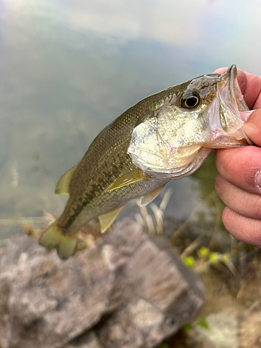 ラージマウスバスの釣果