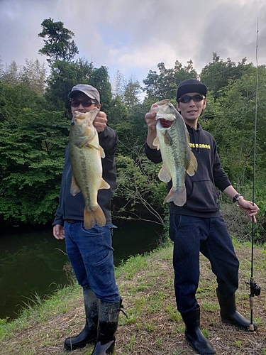 ブラックバスの釣果