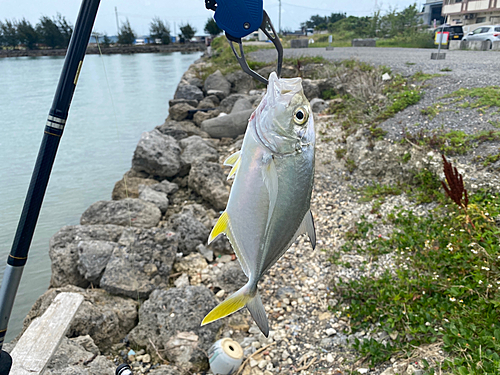 メッキの釣果