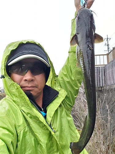 ナマズの釣果