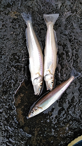 シロギスの釣果