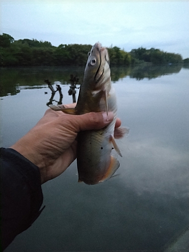 アメリカナマズの釣果