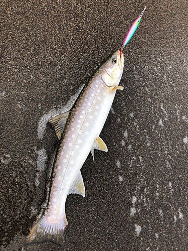 アメマスの釣果