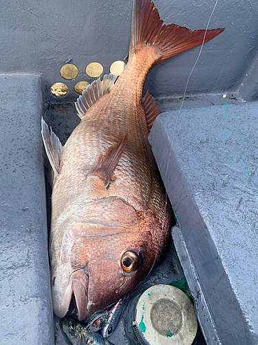 マダイの釣果