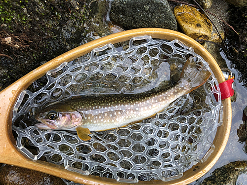 イワナの釣果