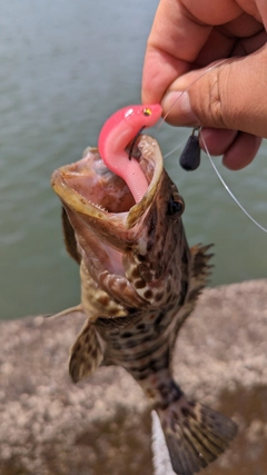 チャイロマルハタの釣果