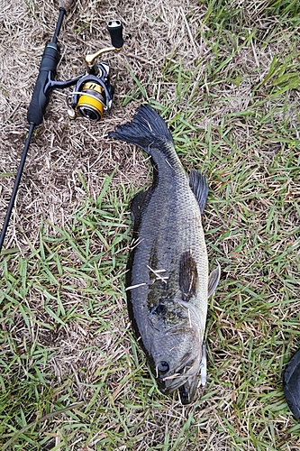 ラージマウスバスの釣果