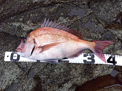 マダイの釣果