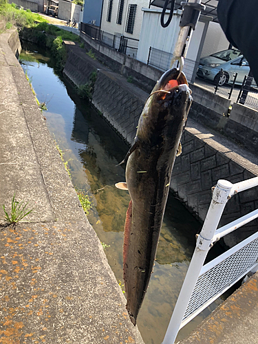 ニホンナマズの釣果