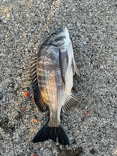 クロダイの釣果