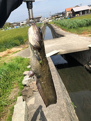 ニホンナマズの釣果