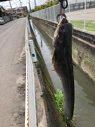 ニホンナマズの釣果