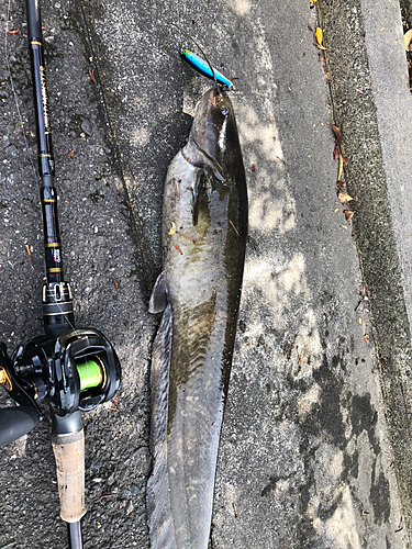 ニホンナマズの釣果