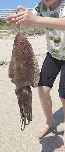 コウイカの釣果