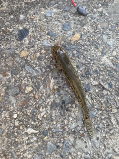 マハゼの釣果