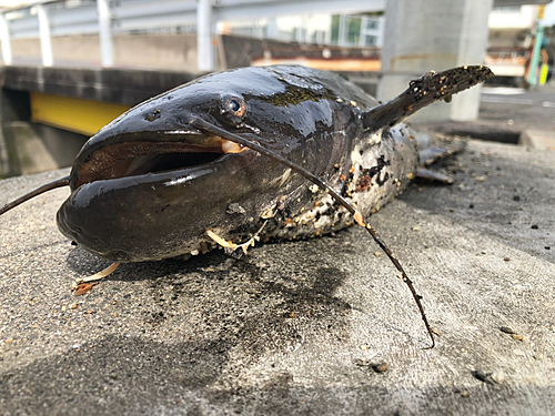 ニホンナマズの釣果