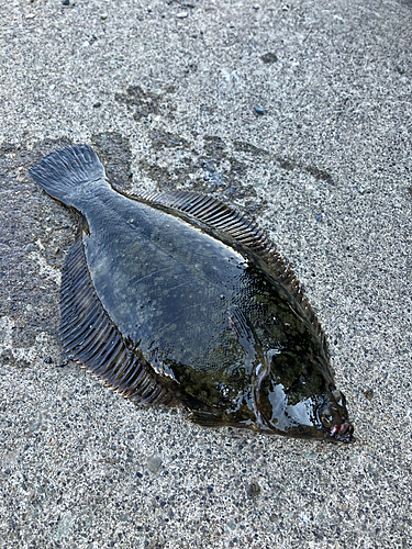 クロガシラガレイの釣果