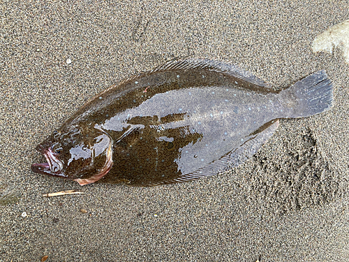 ヒラメの釣果