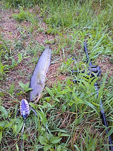 ナマズの釣果