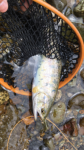 ヤマメの釣果